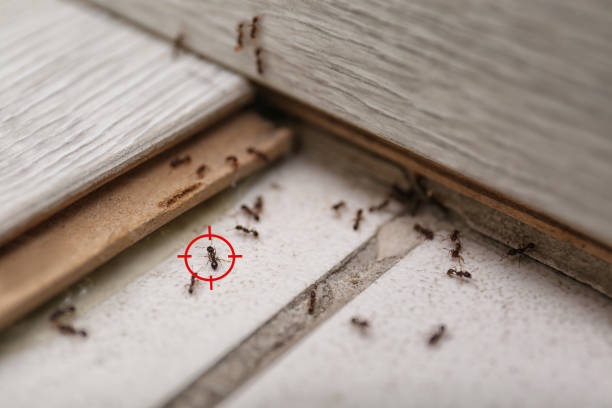 Best Wasp Removal Services  in Brickerville, PA