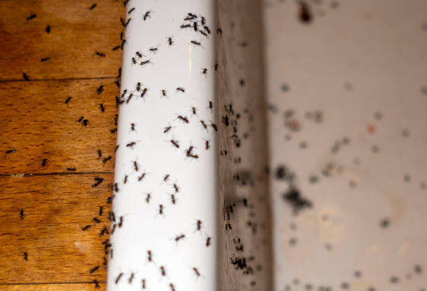 Insect Control in Brickerville, PA