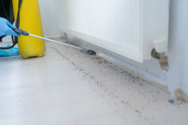 Best Local Pest Control Services  in Brickerville, PA